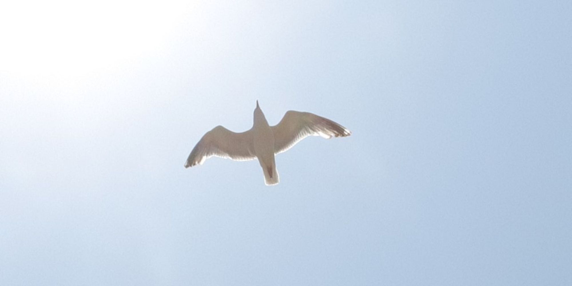 Picture of a seagull flying with the sky in the background