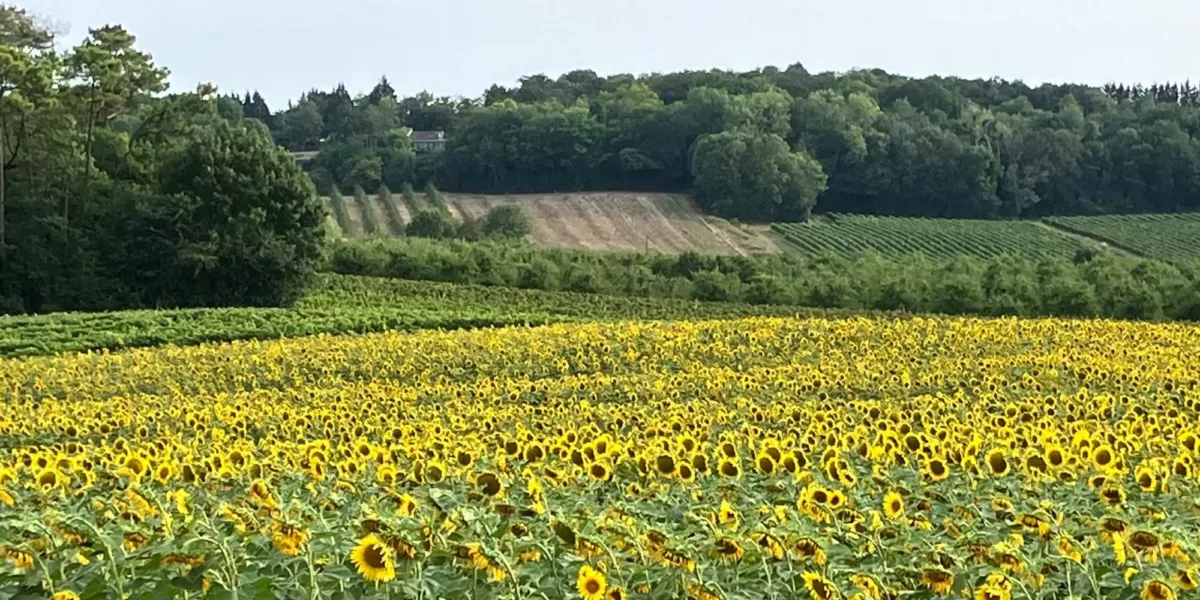 A sunflower field with rolling hills in the background