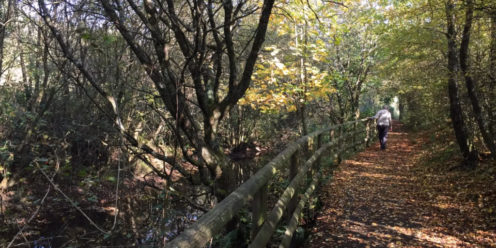 Mindfulness and dementia: Learning to live with what is