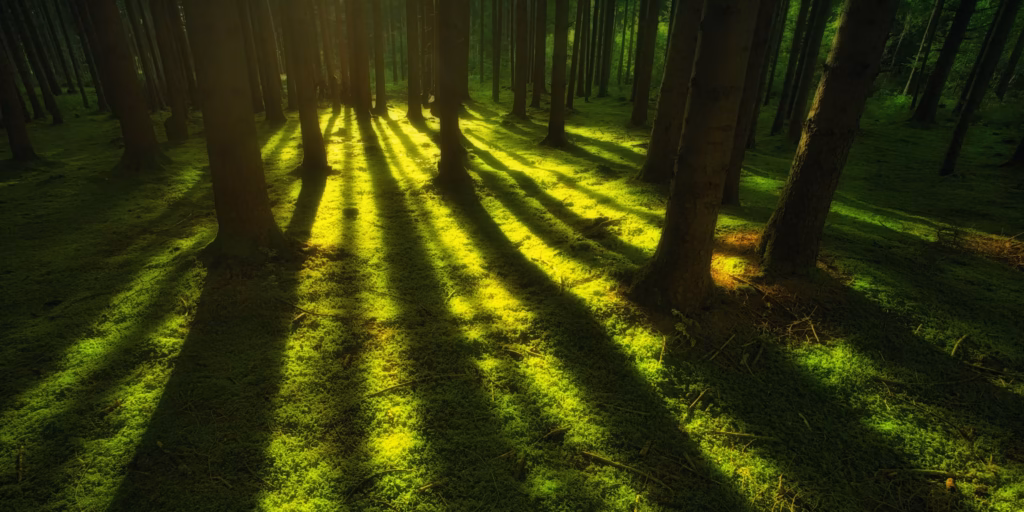 The fierce side of compassion: a catalyst for courage and change